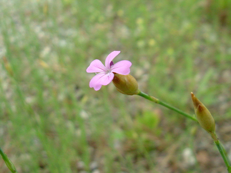 Fiori di greto 1- Petrorhagia sp.
